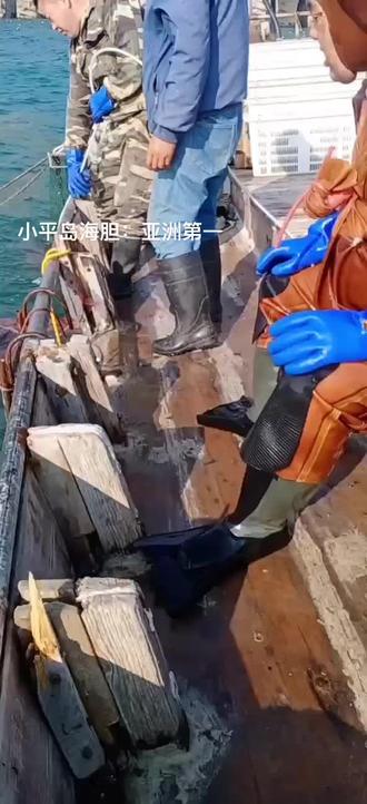 回放捞海胆的时候:辛苦了