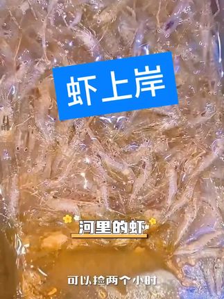 祖辈流传下来的抓虾,十分钟虾就会排队上岸 #河虾 #户外#野生河虾#抓虾#在抖音入手的好东西