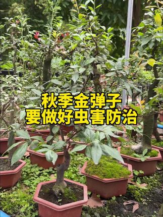 秋季养金弹子,就算你再懒再忙,也要做好虫害防治!#金弹子 #病虫害防治 #防虫小妙招 #蓟马防治