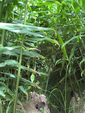 #太溪邦 生姜三至五颗苗后,防病提质增产,膨大控旺,减少姜瘟发生,就打三次姜溪望