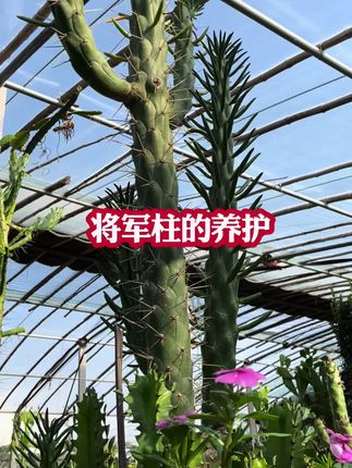 #将军柱的养护#将军柱怎么养#将军柱#花卉绿植 #绿植盆栽