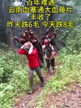 #野生血塞通 #云南血塞通 #大血藤小血藤
