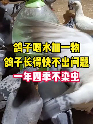 鸽子喝水加一物,鸽子长得快不出问题,一年四季不染虫 #鸽子驱虫 #科学养鸽 #信鸽赛鸽 #养鸽人