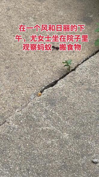 在一个无聊的下午 尤女士看蚂蚁🐜搬运食物
