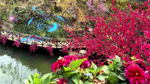 武汉樱花 武汉的樱花品种繁多,以下是一些常见的品种介绍:
•初美人:又名椿寒樱,花期在2月下旬至3月上旬。花呈粉红色,花瓣5枚,近圆形,2至5朵一束形成伞形花序,繁密紧凑。
•染井吉野:花期为3月中旬,是单瓣花,4至5朵花形成总状花序,萼片及花梗上有毛,树形高大,可达10米到15米。花色初绽时淡红色,后逐渐转白,盛开时满树繁花似锦。
•大岛樱:野生樱花的代表,花期在3月中旬,花朵洁白如雪,单瓣,呈伞房状开放,盛开时花叶齐发。萼片呈披针形,边缘有锯齿,花整体无毛,花色更为素雅。
•郁金:罕见的“绿樱”品种,花期在3月底到4月初,花呈浅黄绿色,瓣约15枚,质稍硬,最外方的花瓣背部带淡红色,花瓣层叠如绢。
•关山樱:属于晚樱品种,花期在4月上中旬,花朵重瓣,花色深粉,花朵硕大,盛开时像一团团燃烧的火焰,夺目艳丽。
•楚天红日:武汉本土培育的“楚樱”新品种,是2月中旬的“报春使者”,紫红色花冠如倒挂金钟,比传统早樱提前20天绽放。
•楚锦:同样是“楚樱”新品种,粉白渐变花瓣似少女裙摆,抗风抗病能力提升30%,风雨中依然繁花满枝。