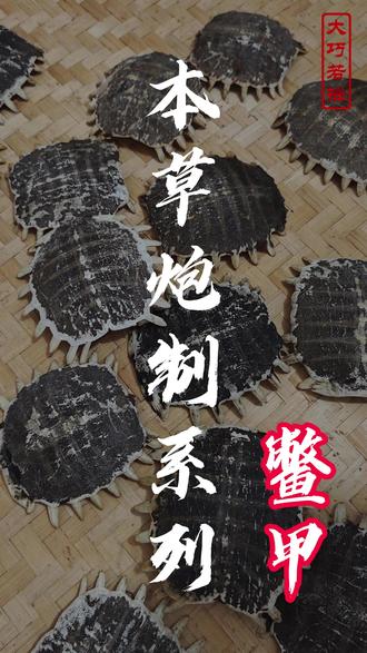 本草炮制系列--鳖甲 #中医 #武当#中草药