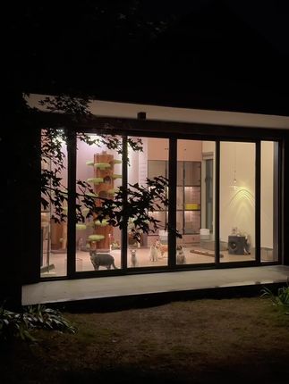 小锋小志的猫咪小院