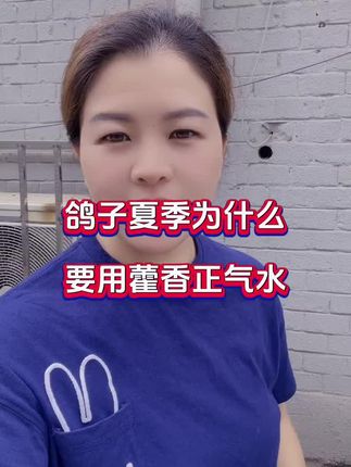 鸽子夏季为什么要用藿香正气水#养鸽人 #信鸽赛鸽 #肉鸽养殖 #元宝鸽 #鸽子养殖