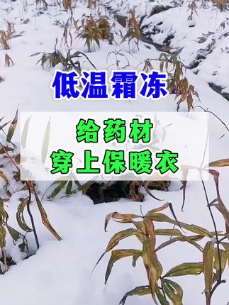 中药材防冻抗寒打什么药!植物防冻剂,作物抗寒防冻专用防冻液! #植物防冻剂 #药材防冻 #植物防冻 #作物防冻 #农业种植