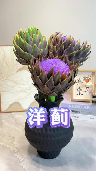 我来看看怎么个事情? 家人们有养过这玩意吗?都说好看好养颜值高?我来看看是个什么情况?一起做一个全程记录吧!#花与生活 #居家美学 #鲜切花 #洋蓟 #小众花材
