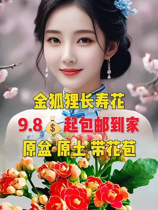 #金狐狸#长寿花