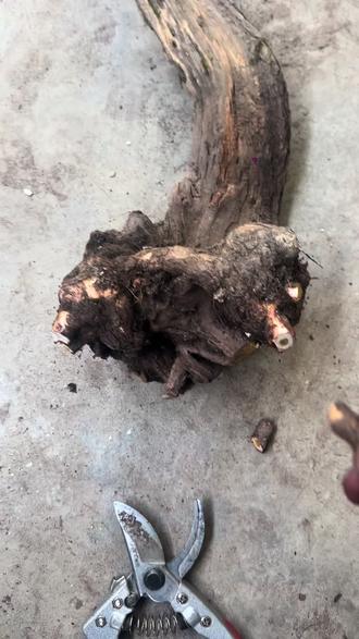 黄枦基本种植法,对不对兄弟们别笑话