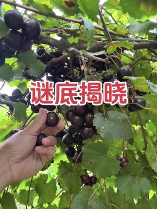 圆叶葡萄黑美人 黑美人,大果,雌性,丰产!#圆叶葡萄黑美人 #硕果累累 #庭院果树#古桩农业