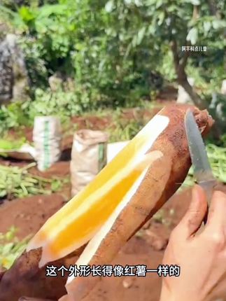 清甜香脆,多汁低糖,削皮直接吃,煲汤都可以,既是水果又是蔬菜#雪莲果#现摘现发新鲜到家 #应季果蔬#绿色水果