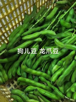 #狗儿豆#龙爪豆#猫爪豆 #狗儿豆的做法 #广西特产