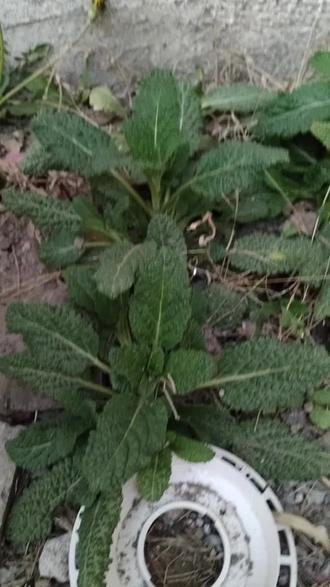 蛤蟆草的功效与作用,你知道吗?