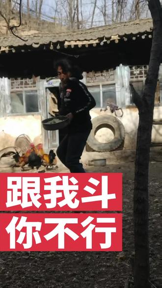 #民间实拍 逗鸡,看谁厉害😄