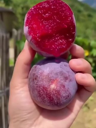 一口爆汁的夏日限定甜心,红李子的滋味让人上瘾!🌳🍇 #创作灵感 #优质农产品新鲜水果#好物推荐🔥
