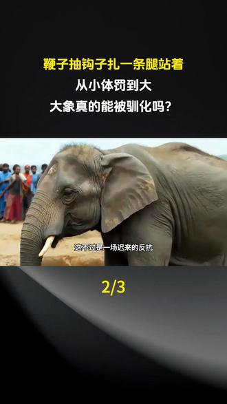 鞭子抽钩子扎一条腿站着,从小体罚到大,大象真的能被驯化吗?#科普 #科普一下 #科普知识 #科普达人 #创作者扶持计划
