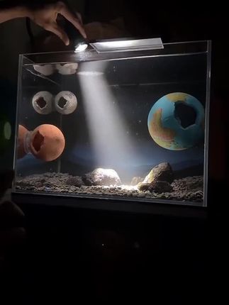 给鱼缸在夜晚打造氛围感,你就需要一盏鱼缸小射灯,连续使用一个月耗费不到3度电,大缸小缸都能去用!#鱼缸射灯 #鱼缸小射灯 #南美小射灯 #鱼缸灯 #养鱼日记