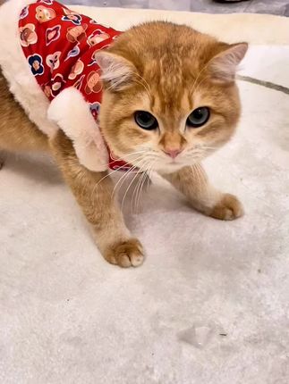 手帐er林厅堂冲鸭