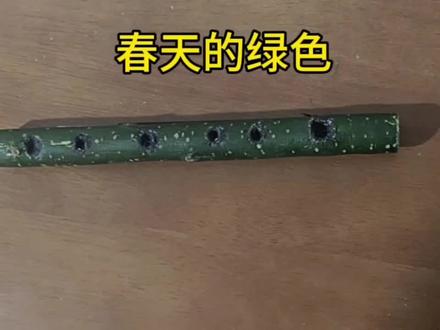 留住春天的绿色。
谁懂啊!把路边的国槐枝,做成了能盘一辈子的短笛手把件
舍不得这抹春日的鲜活绿意,手工开孔、修刻、涂黑、蜂蜡上光,
把春天永久封存,绿皮完整保留,越盘越润,是独属于自己的春日浪漫。
#国槐 #手把件 #留住春天的颜色