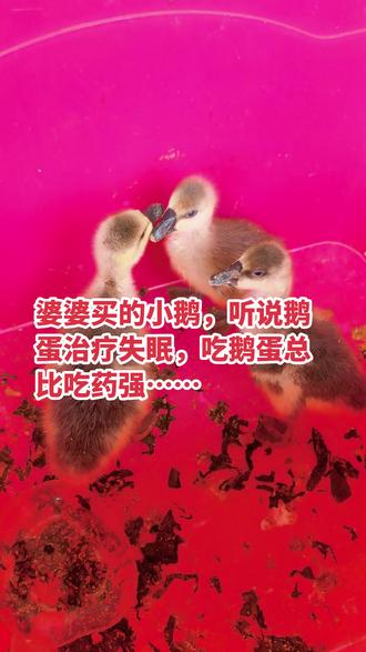 三只宠物 我家养的小鹅,等它们下单呢!#自家养殖 #鹅 #小鹅 #它真的好像个小宝宝 #家禽