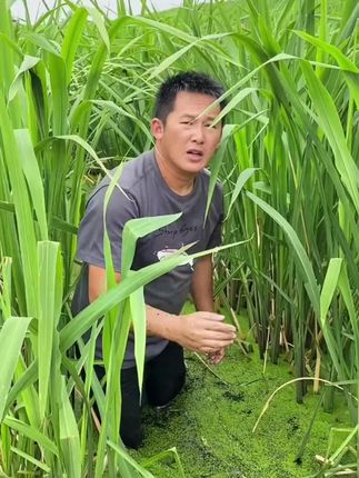 茭白种苗#农产品 #新农人计划 #助农 #茭白 #种菜