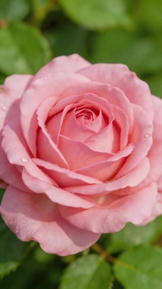 女人要学会旺自己#养生 #健康 #中医 #倪海厦