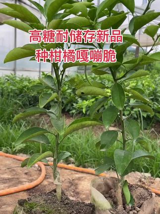 新品种柑橘高糖耐储存嘎嘣脆 高糖耐储存嘎嘣脆柑橘一年杯苗,商品橱窗里下单就可以了,现挖现发,所见即所得,11月份成熟,单果重250克以上,肉质清脆,皮薄好剥好分瓣,颗粒感十足,刚开始成熟糖度就可以达到15左右。挂树时间越长糖度越高,可以达到20的糖,霜冻前采摘,自然储存到5月份。丰产好管理,今年我们基地有大量的挂果树,我们园区正在高换这个品种。想大面积种植的老板一定要过来品尝一下。#柑橘种植#嘎嘣脆柑橘#嘎嘣脆