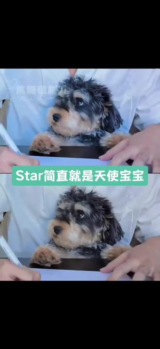谁家小狗狗,这么可爱,这么乖巧#Star#西达#谁家小狗像个小宝宝 #养宠人的治愈谁懂啊