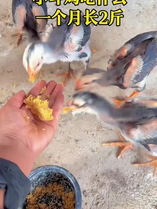 小斗鸡吃什么长得快#越南斗鸡苗 #斗鸡养殖