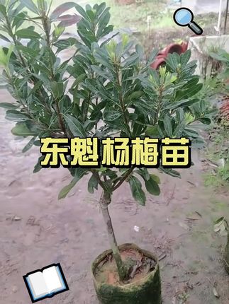 现在正是种植杨梅的好时候,喜欢你也种上几棵吧!#园艺 #别墅庭院植物 #东魁杨梅 #果树管理
