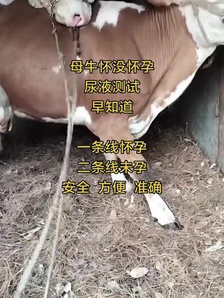 母牛怀孕测试卡,配后25-90天尿液测试,安全方便准确#母牛#怀孕母牛#母牛怀孕怎么判断