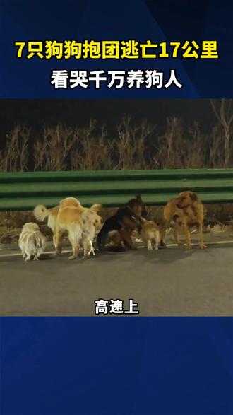 七只狗狗报团逃亡17公里,看哭千万养狗人#狗狗 #七只狗狗 #养狗经验分享