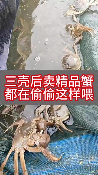 想早上市卖精品蟹,三壳后都在这样喂 #大闸蟹养殖 #螃蟹养殖 #水产养殖