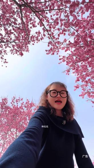 西安周边赏花踏春好去处#蓝田洩湖樱花园##西安人气樱花园#西安赏花好去处