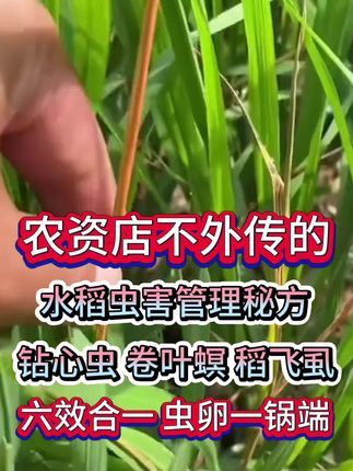 水稻管理专用组合,六合一,干干净净#水稻管理 #水稻虫害防治 #水稻虫害管理 #水稻种植 #分享农业知识帮农民增产增收