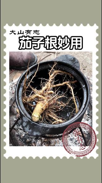 都知道茄子好吃,却没有人知道根也是宝贝! #老祖宗的智慧 #民间小妙招 #古法传承 #乡村守护人 #茄子根