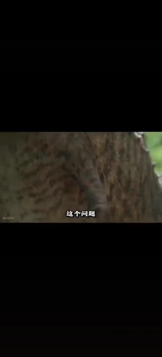 恐龙的前肢到底有什么作用,为什么要进化出来两只短小的前肢#恐龙 #草东#前肢#冷知识 #科普