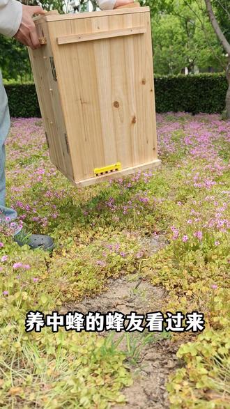 新手养蜂的朋友就用这款竖养三峡箱,土法养殖更省心,烘干款58元就能包邮到家!#三峡箱 #三峡蜂箱 #土养三峡箱 #老式三峡箱