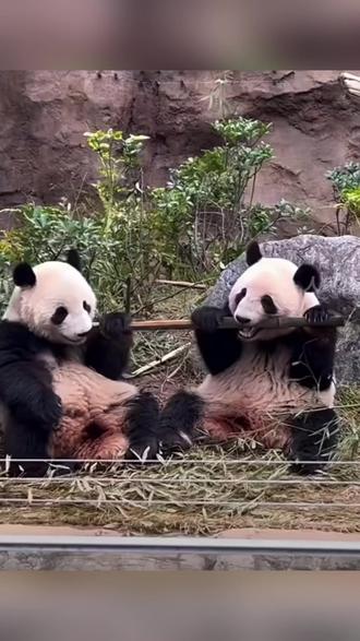 最后2只旅日大熊猫即将回国 #大熊猫