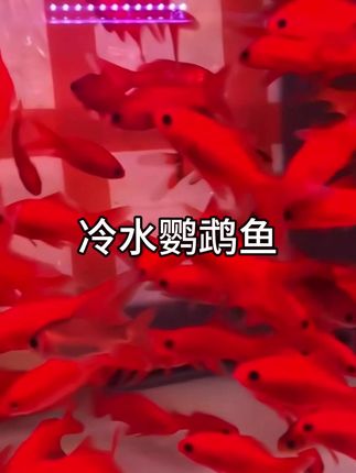 缸中游动的 “红运小灯笼”,喜庆好养,新手秒会 想给家里添抹热闹喜气,又怕养鱼费心?冷水鹦鹉鱼直接戳中需求! 它浑身红得鲜亮饱满,像一尾尾游动的小灯笼,圆滚滚的体型自带萌感,鳞片在灯光下泛着温润光泽。单养灵动,群养时红浪翻涌,往鱼缸里一放,客厅、阳台瞬间添满 “红运当头” 的氛围,不管是日常观赏,还是节日装点都超合适。 关键是真省心!常温冷水就能活,冬天不用装加热棒,省去控温麻烦;喂普通鱼粮就行,不挑食、不娇气;对水质要求不高,新手也能轻松掌握。性格温顺不打架,混养金鱼、冷水锦鲤都和睦,不用操心相处问题。点击左下角小黄车,让这尾 “红运鱼” 住进你家,省心又讨彩~#冷水鹦鹉鱼 #观赏鱼 #养鱼日记 #新手养鱼 #鱼缸里的大自然