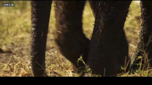 小象的幸福生活 #动物世界 #动物记录片 #大象