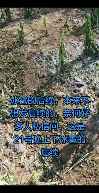 #冰雹袭击 冰雹走到哪里 哪里遭殃