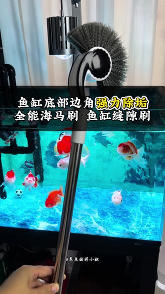 家里有鱼缸备上这款海马刷,太好用了💦轻松清理鱼缸缝隙死角,软毛设计不伤缸体、不伤打胶处,大小鱼缸都适配,让鱼缸清洁变得简单又解压#鱼缸清洁 #养鱼日记 #养鱼日常 #水族 #鱼缸刷