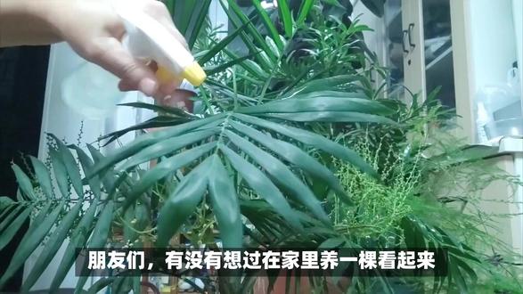 养袖珍椰子?别让它成了“袖珍悲剧”!