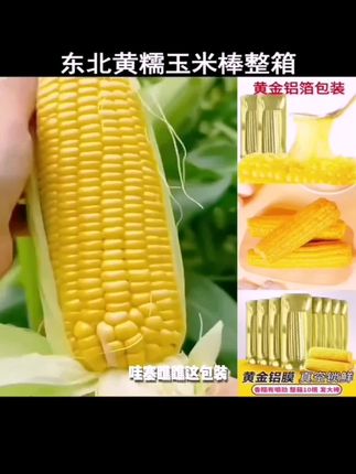 【试吃2根】东北正宗黄甜糯玉米非转基因苞米整箱10根整箱2800克 #东北黄糯玉米 #吃瘦不饿瘦 #独立包装 #糯玉米