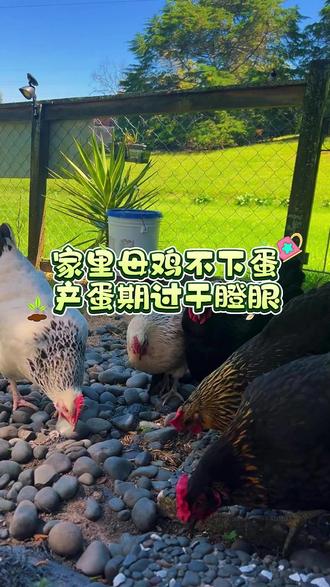 家里母鸡不下蛋,产蛋期过干瞪眼 #养鸡 #养鸡技术 #养鸡小妙招 #养鸡人