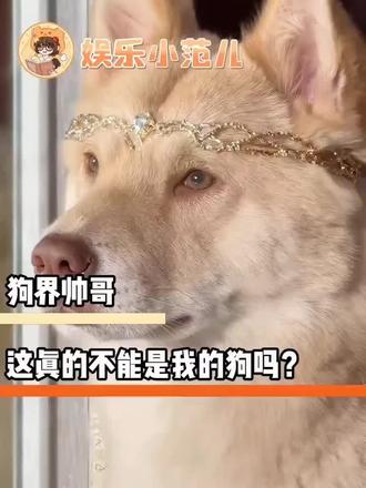 放开我!让我谈!#狗狗 #帅 #少年感